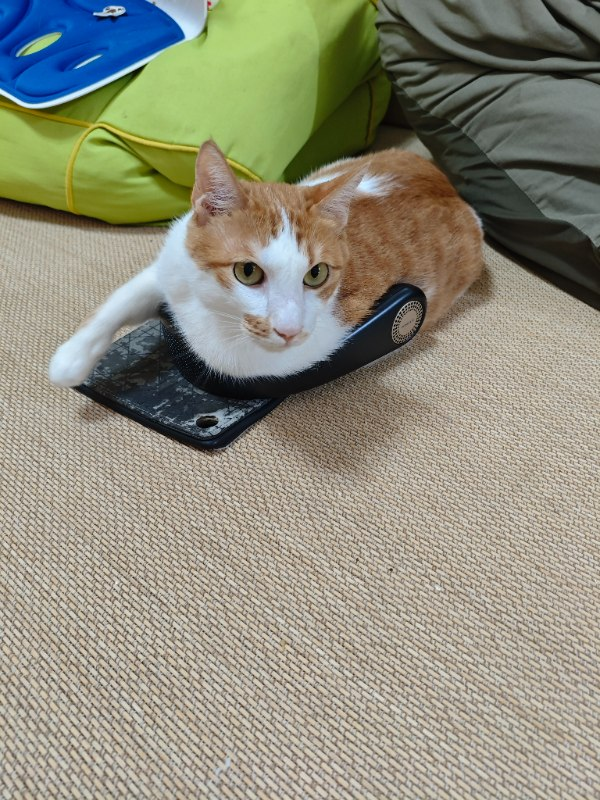 李○霖