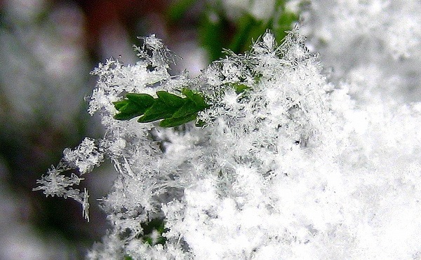 雪花的美麗並非偶然