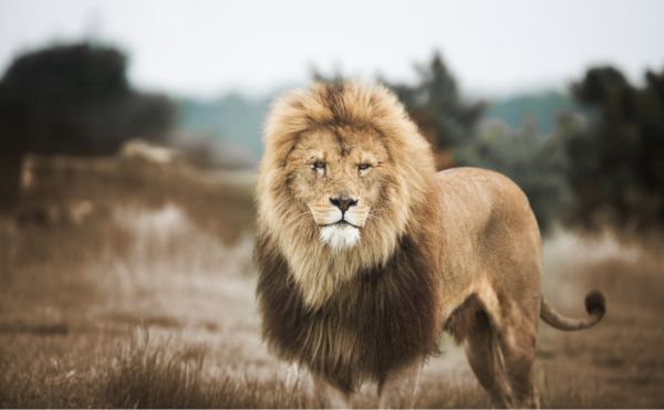 感受獨活的樂趣！賴佩霞：如果「我」就是獅子，就想獨來獨往，何必裝做羊？