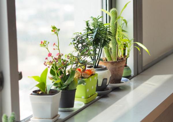 炎炎夏日，能讓室內降溫又可療癒人心的6種綠色植物