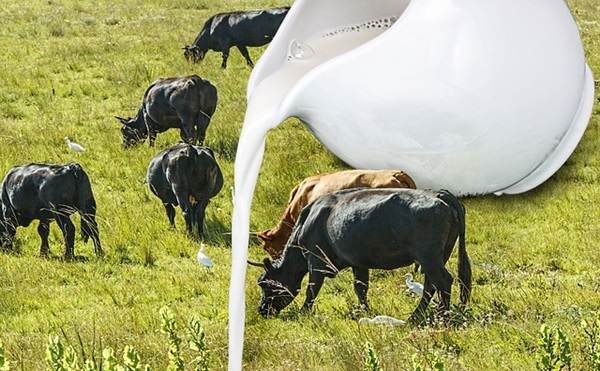 牛奶可強化骨骼？假的！乳製品沒那麼神
