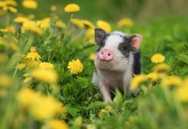 關於幸福，哲學家怎麼說？傅佩榮：想一想，要做快樂的豬，還是痛苦的蘇格拉底？