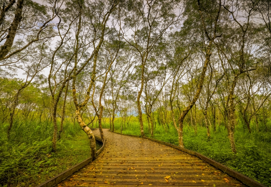 花蓮大農大富平地森林園區路徑平坦，風景優美。