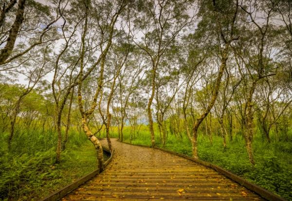 不必爬山就能親近山林！台灣3個平地森林園區，膝蓋痛也能慢慢玩 