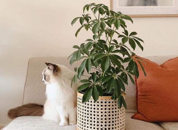 打造居家療癒綠角落！8款觀賞用室內植物推薦，只要一株家就變美了