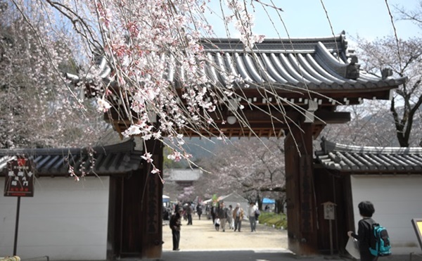 到京都「花の醍醐」逛市集兼賞櫻
