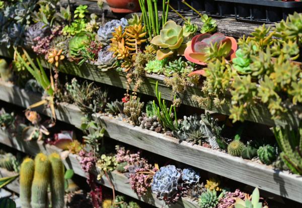 植物是最好的居家布置！如何用多肉植物與空氣鳳梨，打造自然系美宅？