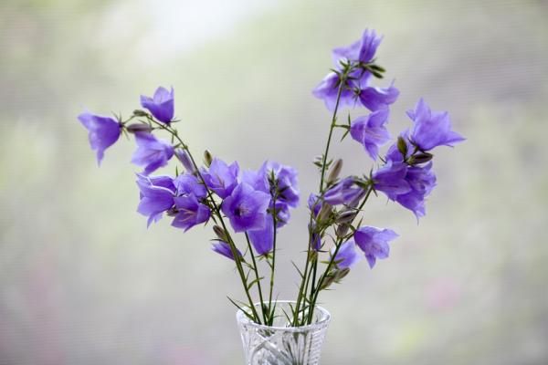 張曼娟：當愛情變成親情，是種退化還是昇華？