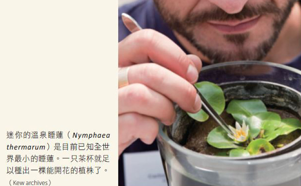 等待被拯救的迷你睡蓮
