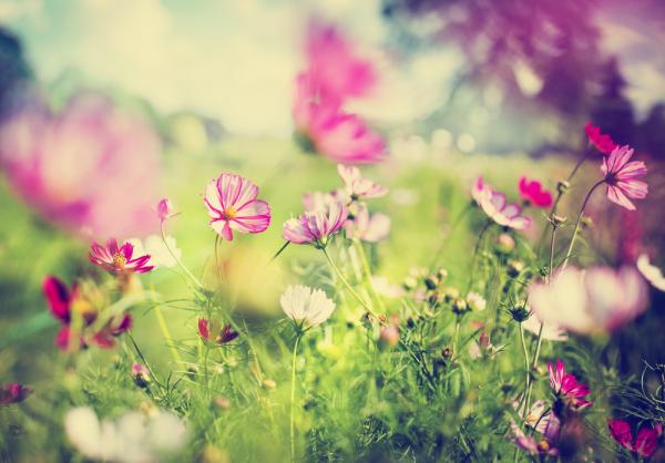 環保與減少後代負擔，樹葬與花葬如何進行？ 