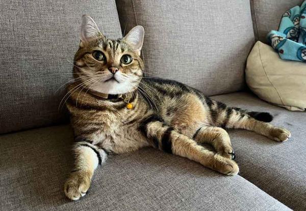 中年失業又失戀，陷入嚴重憂鬱被貓拯救！洪心平：人要活得像貓，理所當然地愛自己