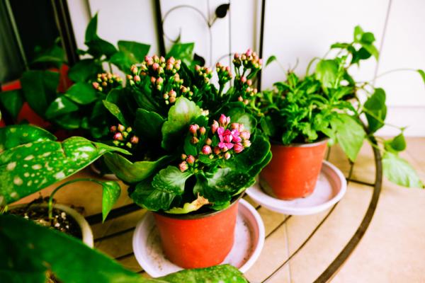 讓花草陪伴我們生活，50後療癒身心的園藝治療法