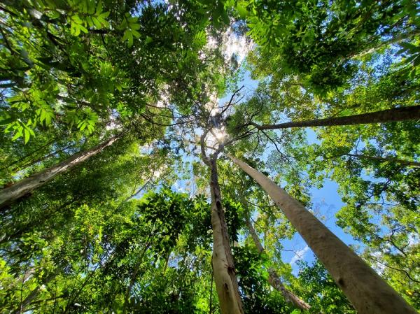 追葉、看雪、賞鳥，釋放心靈深層壓力！5個秋冬值得一去的台灣森林旅行景點