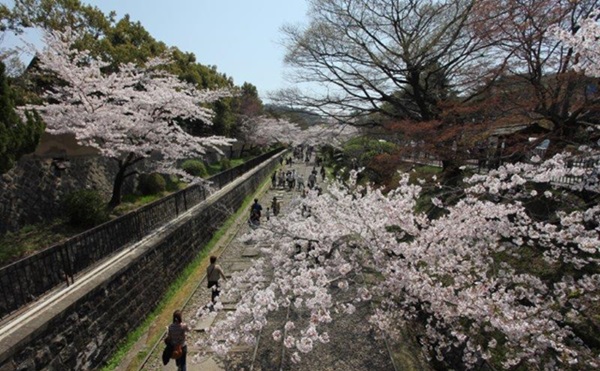 極致櫻景，啟動京都追櫻模式！