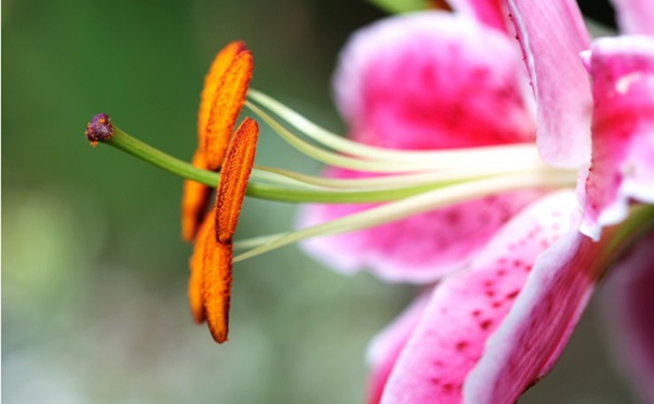 如何遠離花粉症？