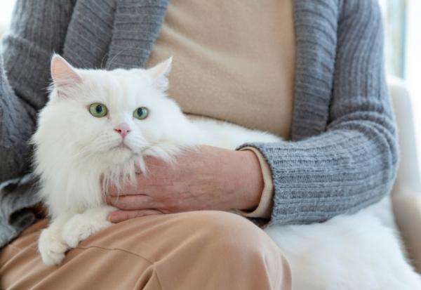 陳乃菁專欄｜貓狗也會失智！毛小孩比孩童多的高齡社會，老後不可忽視的寵物長照