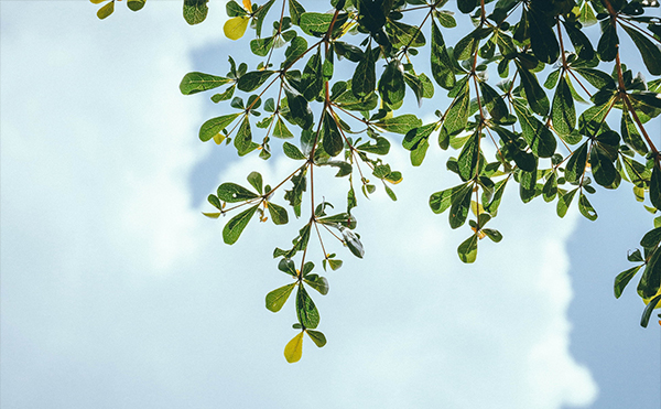 我們能為「植物」做什麼？