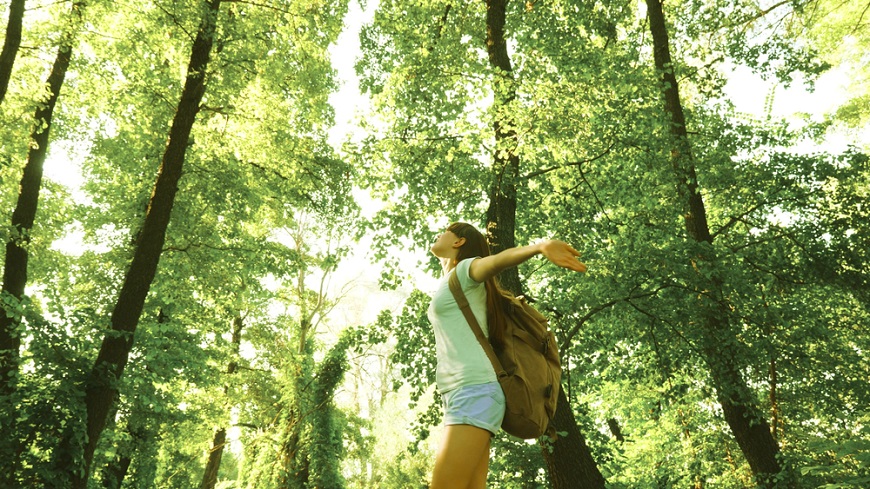 闊葉林使人放鬆，針葉林提振精神。