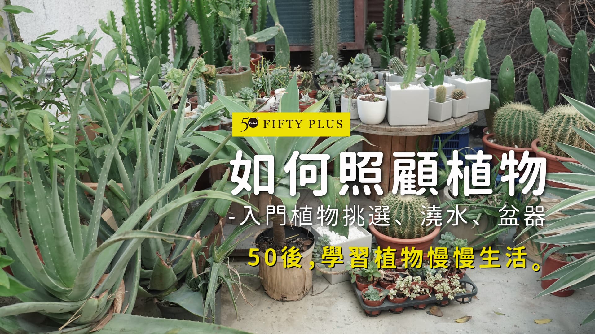 【50+ Living】第一次種植物就上手