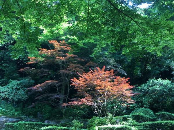 吳佳璇：奔跑吧，婦女！鎌倉東慶寺的心靈一日遊