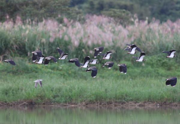 春夏賞黑鳶、秋冬觀候鳥！悠遊田寮洋信鳥到站「羽豐米」的故鄉，友善耕作的田野風光