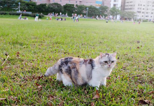 從毛小孩身上，學會老後的功課！Alice：陪腎病、眼瞎的愛貓走到臨終，讓我溫柔對待生病的父親