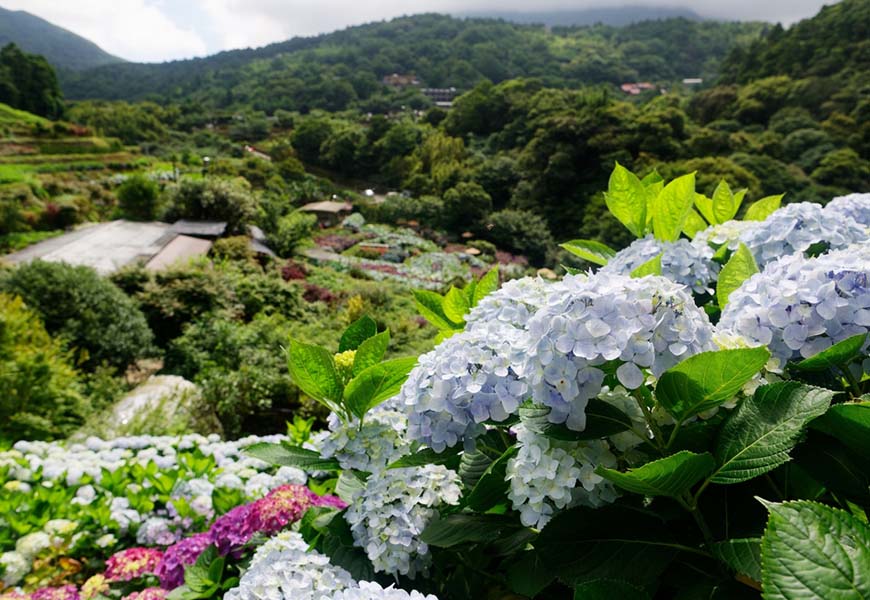 繽紛春季，最適合來趟賞花小旅行。