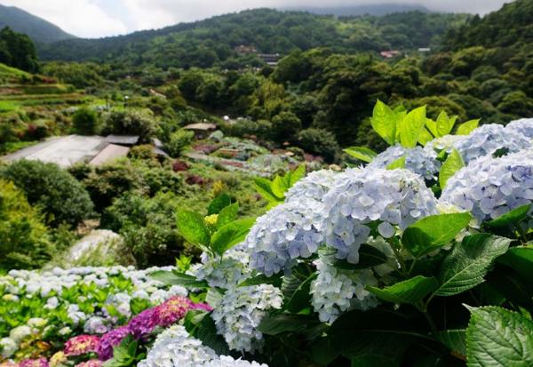 想看紫藤、海芋、繡球、油桐，去哪好？全台4、5月賞花餐廳推薦