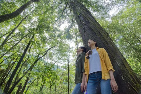 每周30分鐘走進綠地，可減輕壓力、改善高血壓！全台3大森林療癒活動，讓你躺在森林裡放鬆