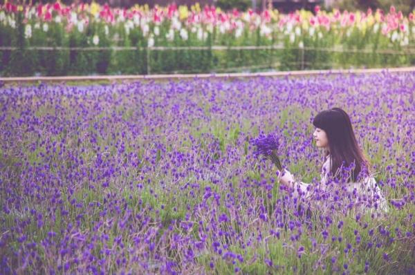 不用飛北海道，也能看浪漫紫色花海！全台4處賞薰衣草景點推薦 