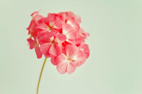 高愛倫專欄｜老派幸福之必要：男人別當媽寶，女人別當虎妻