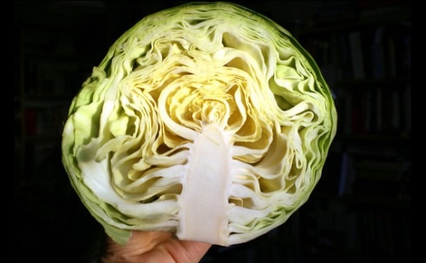 高麗菜如何保鮮？