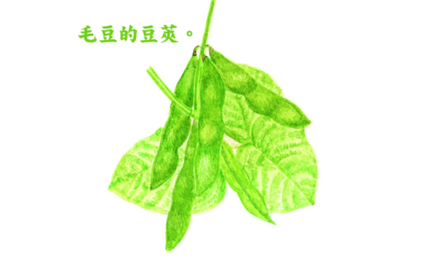 食材小知識：毛豆的身世
