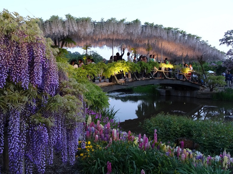 【梁旅珠專欄】靈氣之美的日本賞藤指南：足利花卉公園