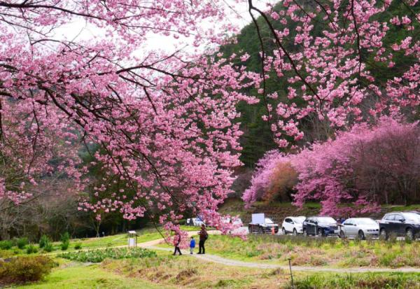 一期一會的燦爛盛放！50+讀者分享全台7處櫻花美景