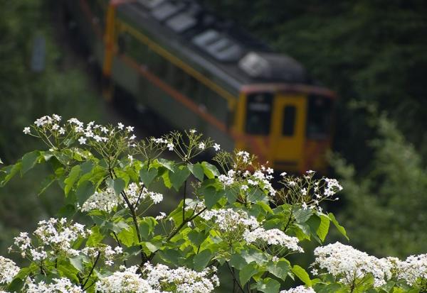 遇見浪漫五月雪！新北桐花小旅行8路線，走花毯、排愛心、一期一會季節感