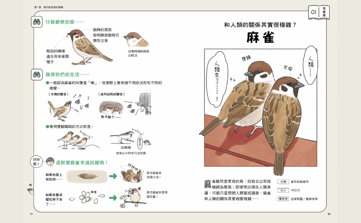 麻雀竟是用沙子洗澡？《可愛又真實！日常鳥生活》圖解牠們「沙浴」的怪癖與原因