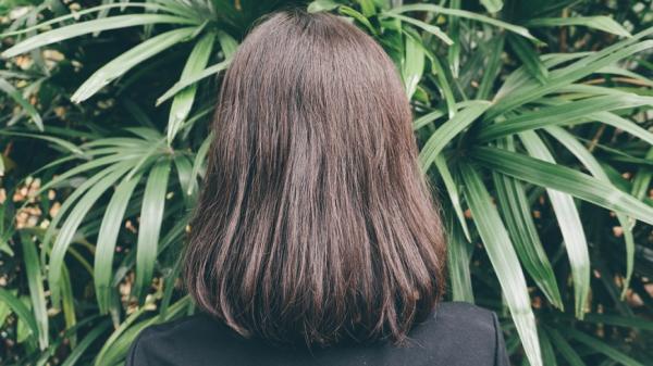 如何維持髮量、延緩白髮？向學文：善用馬尾草，10年頭髮變多了