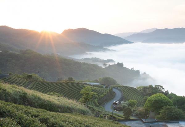 玩轉新北 9 大茶鄉！從包種、東方美人到鐵觀音，體驗舌尖上的茶文化