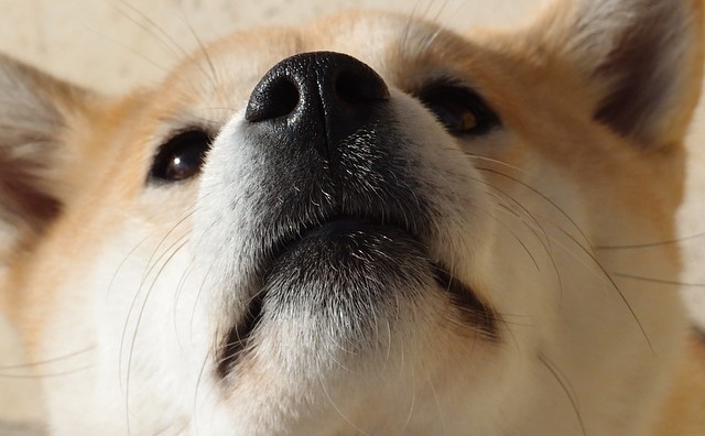 狗鼻的歲月