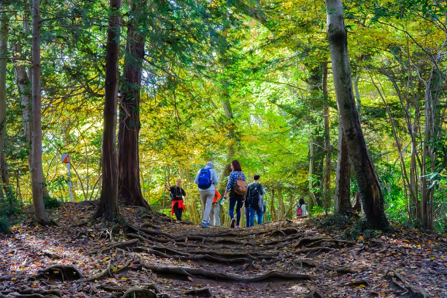 常登丘陵遠勝偶爾爬高山！日本流行「走丘」，對身體好又不太累