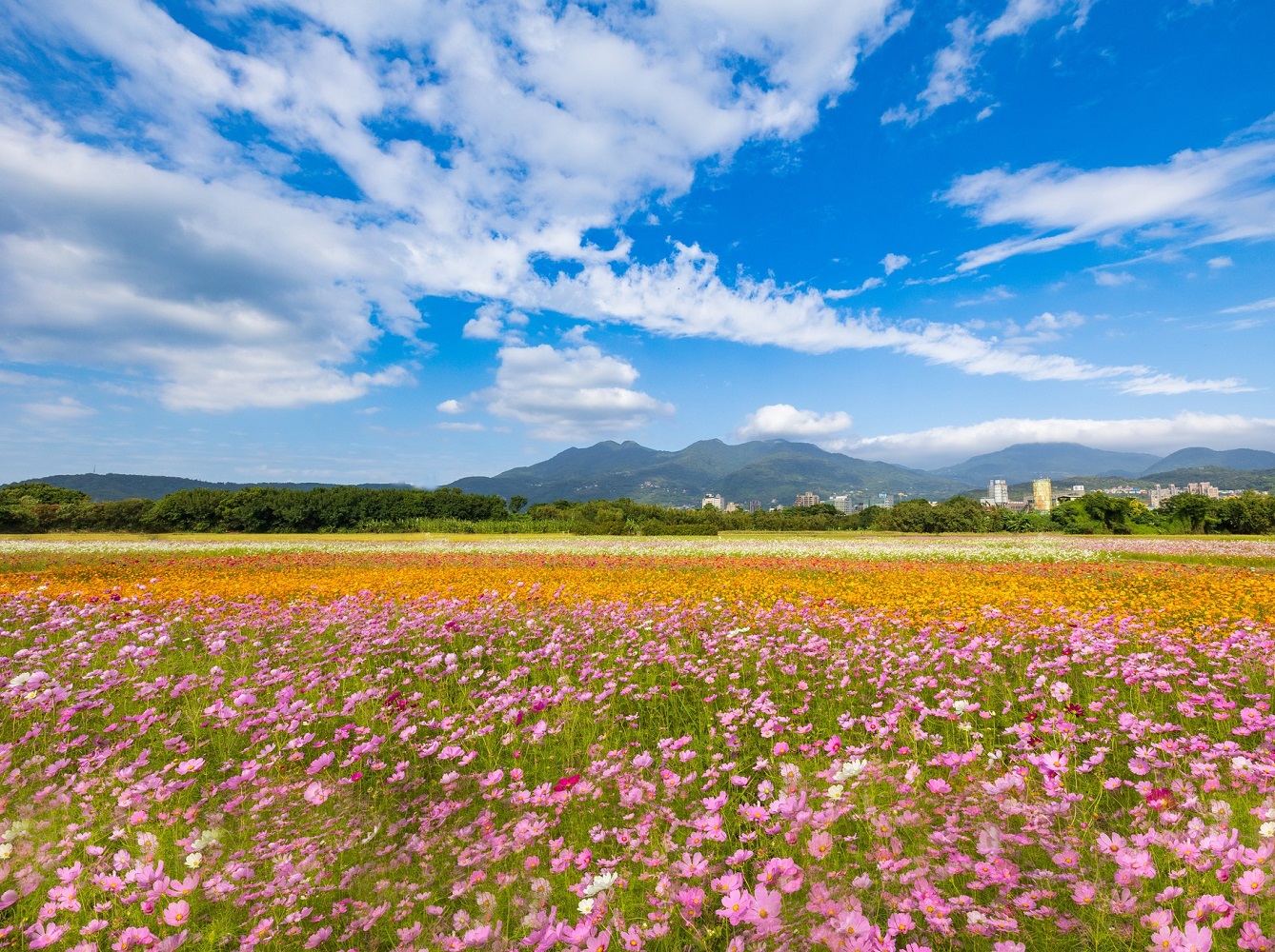 芒花、杭菊、金針花盛開的季節來臨！8個適合秋、冬季賞花、拍美照的國內景點推薦