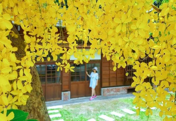 四季賞花好去處！台灣鐵道賞花情報，6個錯過很可惜的景點 