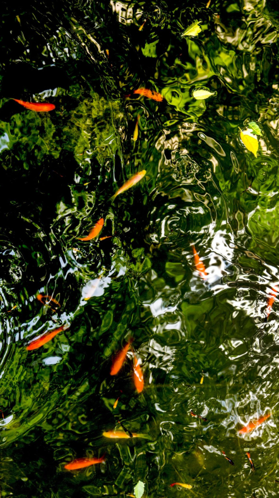 你我都是一池之魚，自在悠遊時相忘於江湖，衰老時是否能相濡以沫？