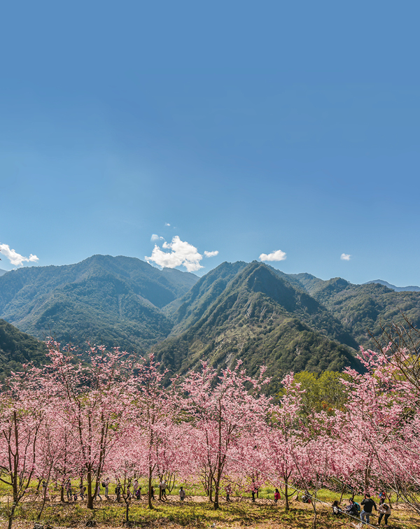 走入山林，感受自然療癒魅力