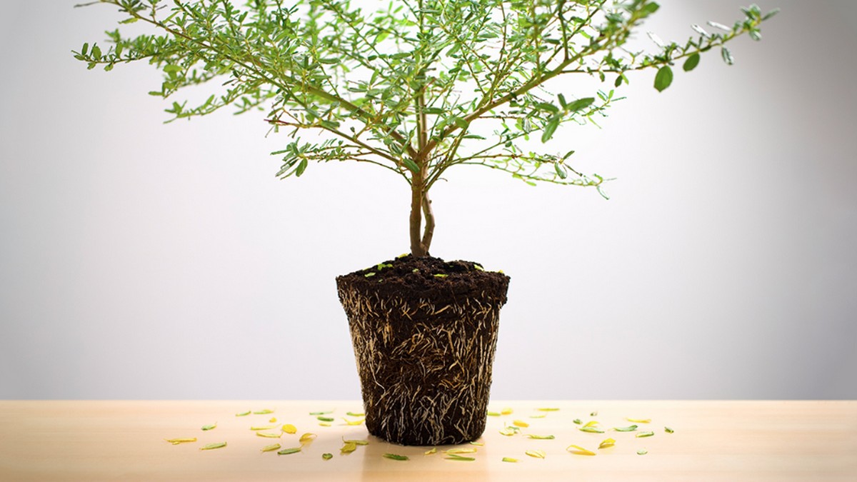 家族企業如何基業長青？