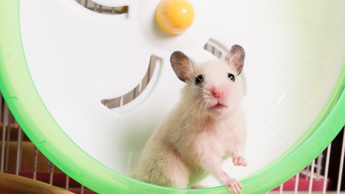 避免在辦公室體重上升的三大良策