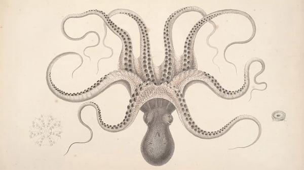 【12月號搶先看】成為「八爪玲瓏」 的章魚型組織