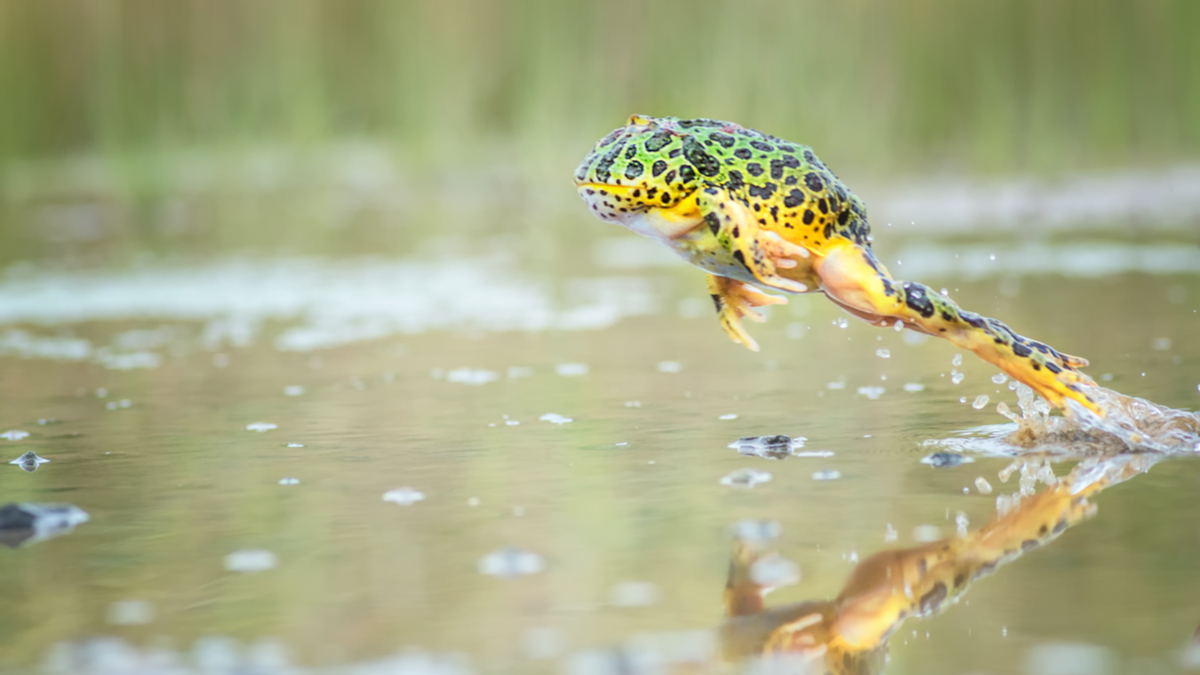 給予即將預測錯誤的領導人的三個小祕訣