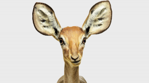 你真的聽「到」了嗎？